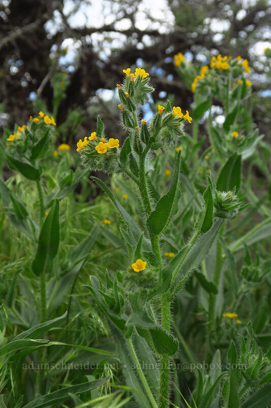 bugloss fiddleneck (Amsinckia lycopsoides) [L.T. Murray/Whiskey Dick Wildlife Area, Kittitas County, Washington]