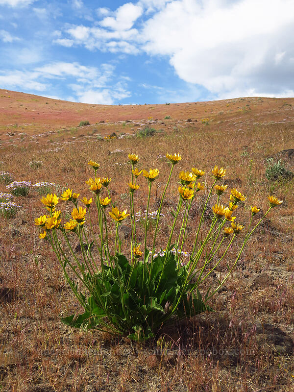Carey's balsamroot (Balsamorhiza careyana) [Ginkgo Petrified Forest State Park, Kittitas County, Washington]