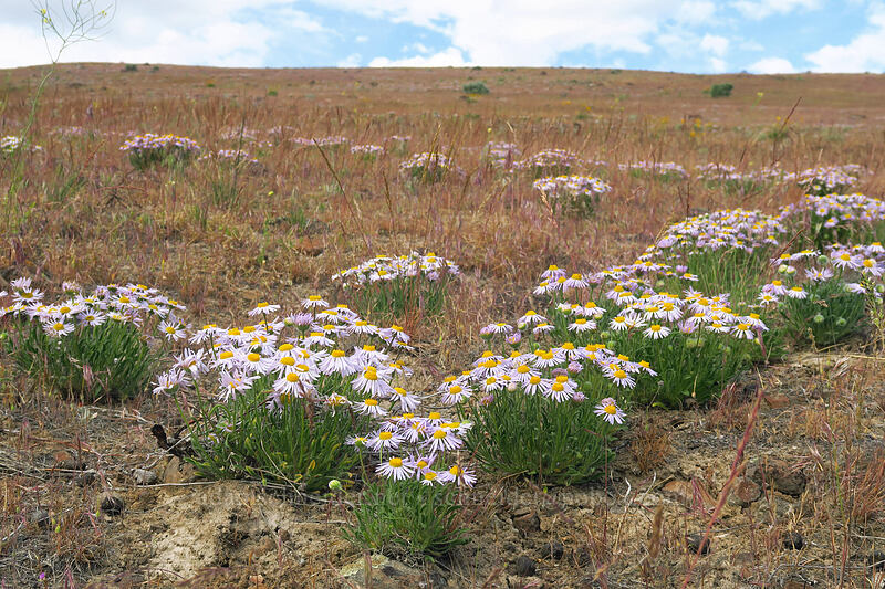cushion fleabane (Erigeron poliospermus) [Ginkgo Petrified Forest State Park, Kittitas County, Washington]