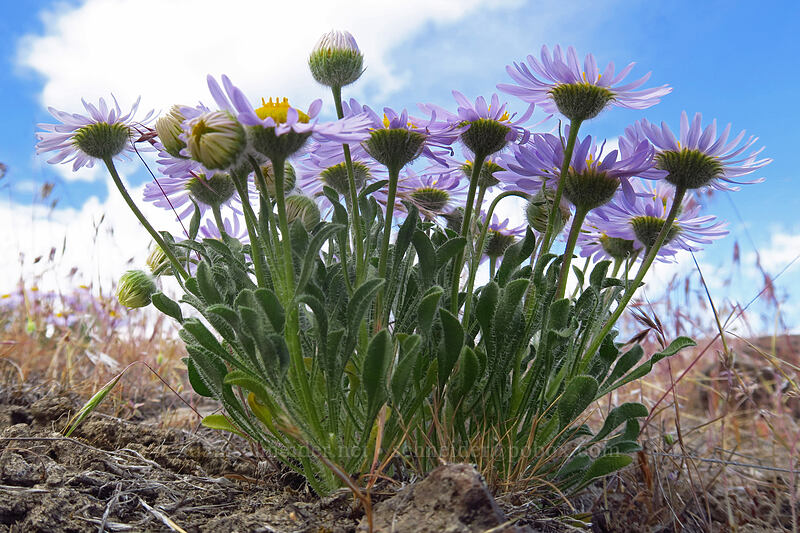 cushion fleabane (Erigeron poliospermus) [Ginkgo Petrified Forest State Park, Kittitas County, Washington]