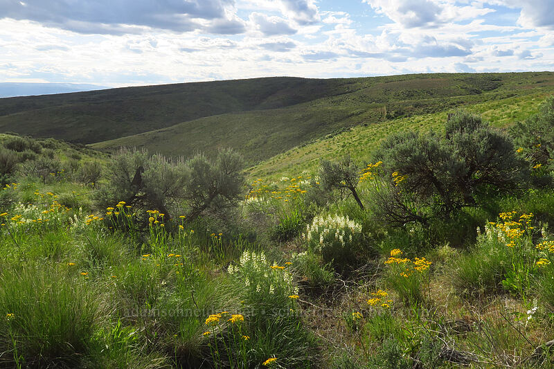 sulphur lupines & groundsel (Lupinus sulphureus ssp. sulphureus, Senecio integerrimus) [Beezley Hills Preserve, Grant County, Washington]