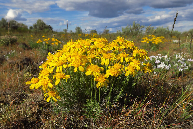 narrow-leaf goldenweed (Nestotus stenophyllus (Haplopappus stenophyllus)) [Beezley Hills Preserve, Grant County, Washington]