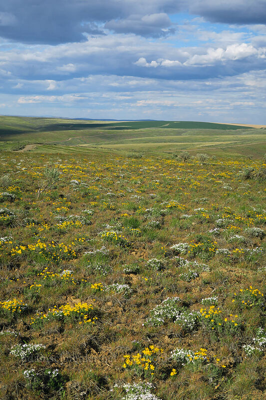wildflowers & hills [Beezley Hills Preserve, Grant County, Washington]