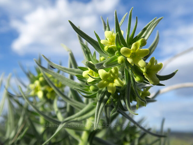 Columbia puccoon (Lithospermum ruderale) [Beezley Hills Preserve, Grant County, Washington]