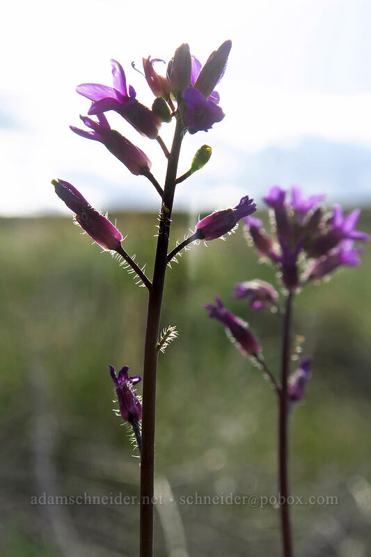 few-flowered rock-cress (Boechera pauciflora) [Beezley Hills Preserve, Grant County, Washington]
