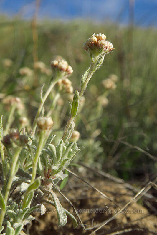 umber pussy-toes (Antennaria umbrinella) [Beezley Hills Preserve, Grant County, Washington]