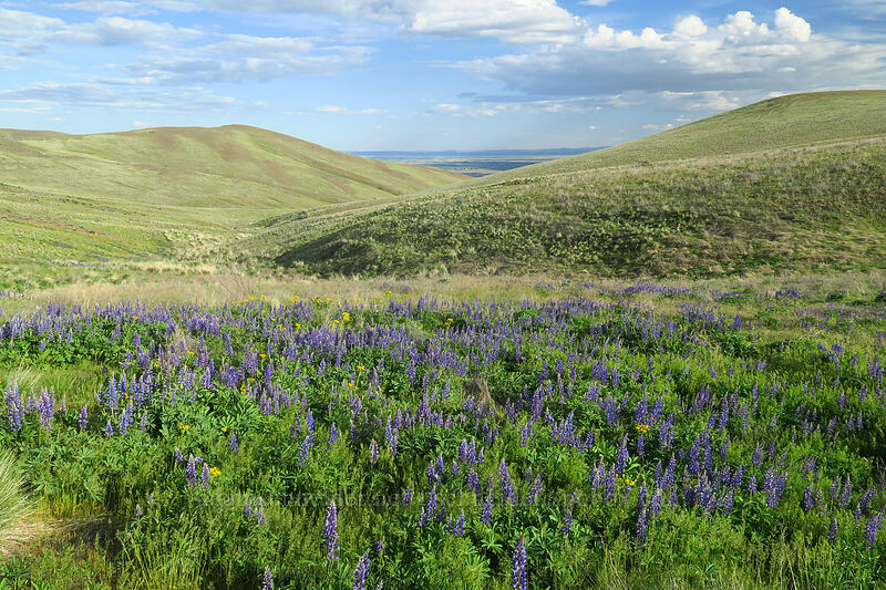 big-leaf lupines (Lupinus polyphyllus) [Beezley Hills Preserve, Grant County, Washington]