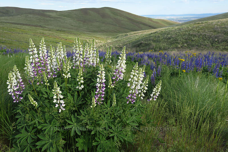 white big-leaf lupines (Lupinus polyphyllus) [Beezley Hills Preserve, Grant County, Washington]