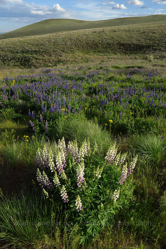 big-leaf lupines (Lupinus polyphyllus) [Beezley Hills Preserve, Grant County, Washington]