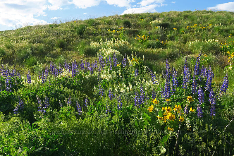 big-leaf lupines & balsamroot (Lupinus polyphyllus, Balsamorhiza sp.) [Beezley Hills Preserve, Grant County, Washington]