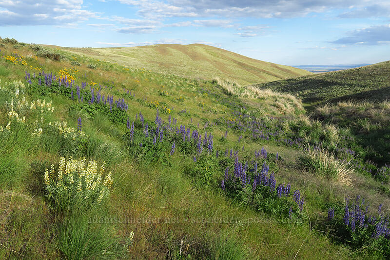 sulphur lupines & big-leaf lupines (Lupinus sulphureus ssp. sulphureus, Lupinus polyphyllus) [Beezley Hills Preserve, Grant County, Washington]