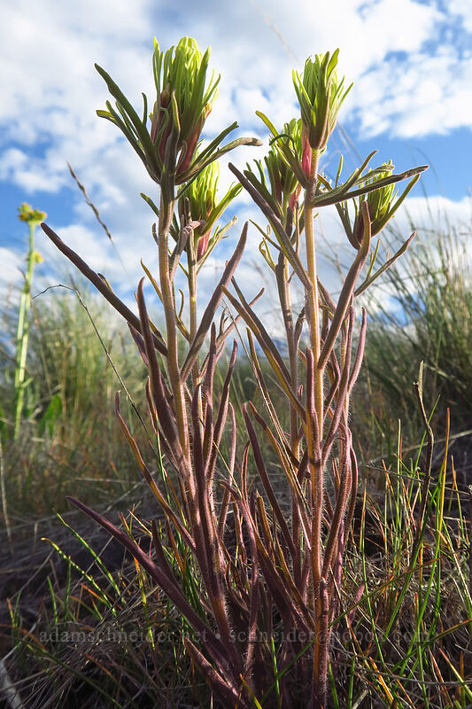 Thompson's paintbrush (Castilleja thompsonii) [Beezley Hills Preserve, Grant County, Washington]