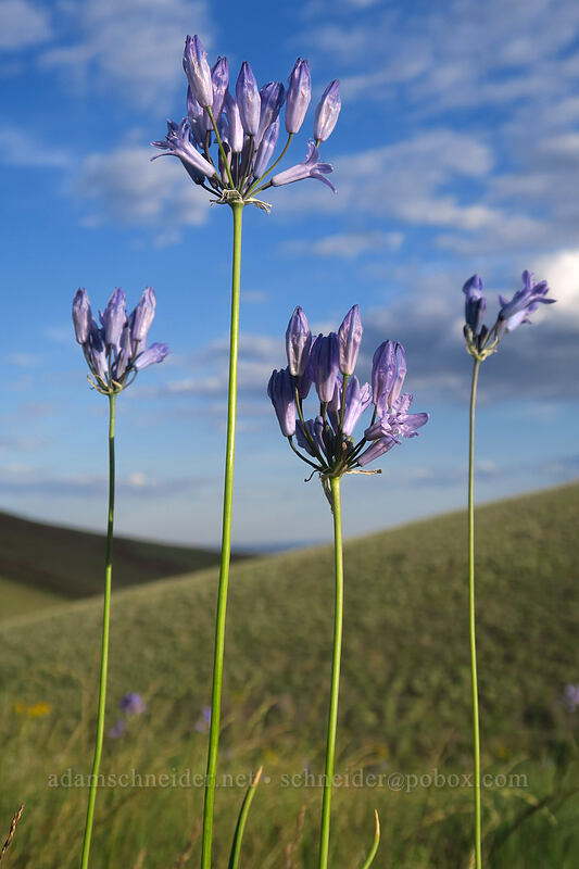 Douglas' brodiaea (Triteleia grandiflora var. grandiflora (Brodiaea douglasii)) [Beezley Hills Preserve, Grant County, Washington]