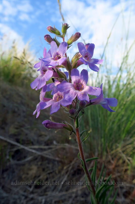 Gairdner's penstemon (Penstemon gairdneri var. gairdneri) [Beezley Hills Preserve, Grant County, Washington]