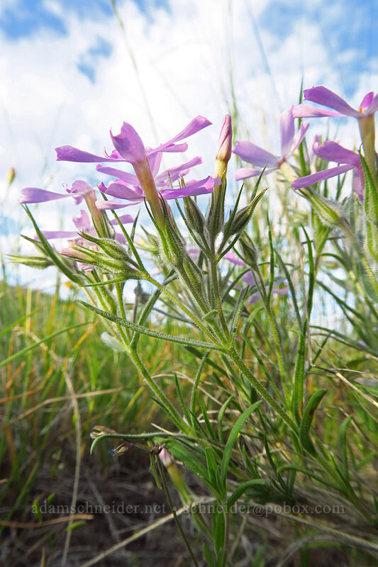 long-leaf phlox (Phlox longifolia) [Beezley Hills Preserve, Grant County, Washington]