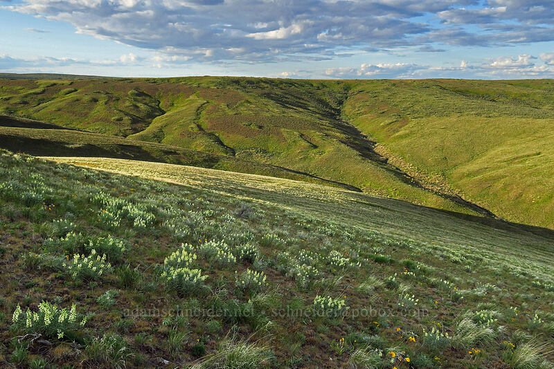 wildflowers & hills [Beezley Hills Preserve, Grant County, Washington]