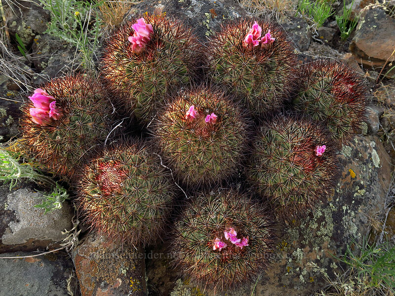 black-spined snowball cactus (Pediocactus nigrispinus (Pediocactus simpsonii var. robustior)) [Beezley Hills Preserve, Grant County, Washington]