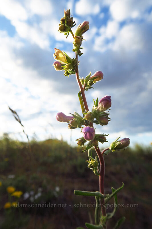 Gairdner's penstemon, budding (Penstemon gairdneri var. gairdneri) [Beezley Hills Preserve, Grant County, Washington]