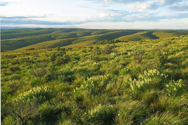 sulphur lupines (Lupinus sulphureus ssp. sulphureus) [Monument Hill, Grant County, Washington]