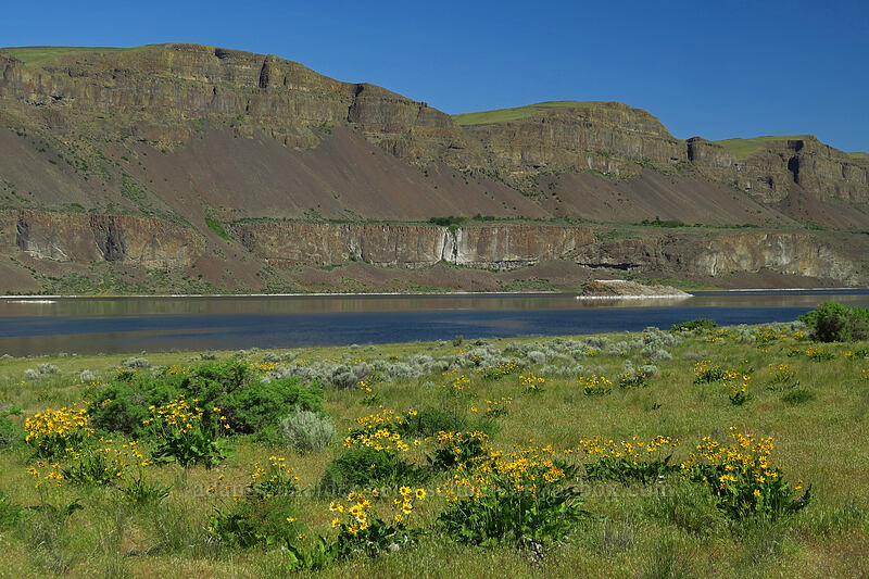 balsamroot in Grand Coulee (Balsamorhiza sp.) [SR-17, Grant County, Washington]