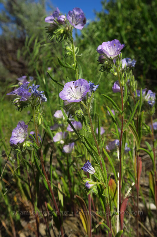 thread-leaf phacelia (Phacelia linearis) [Lake Lenore Caves, Sun Lakes/Dry Falls State Park, Grant County, Washington]