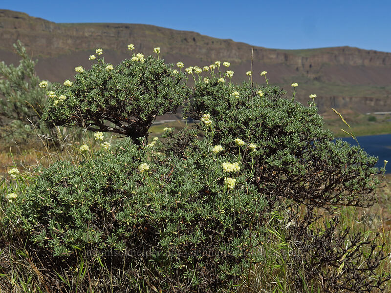 rock buckwheat (Eriogonum sphaerocephalum) [Lake Lenore Caves, Sun Lakes/Dry Falls State Park, Grant County, Washington]