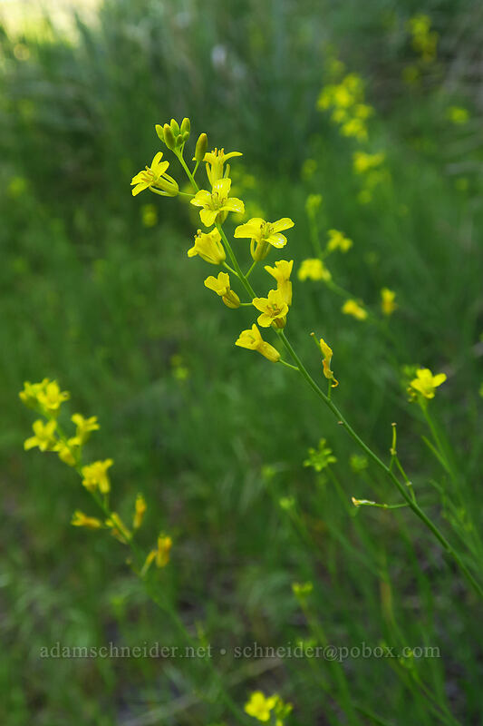 lava cress (flax-leaf plains-mustard) (Sisymbrium linifolium) [Lake Lenore Caves, Sun Lakes/Dry Falls State Park, Grant County, Washington]