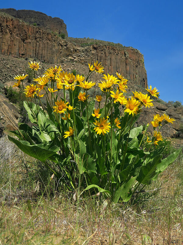 Carey's balsamroot (Balsamorhiza careyana) [Steamboat Rock State Park, Grant County, Washington]
