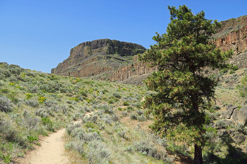 pine tree & Steamboat Rock [Steamboat Rock State Park, Grant County, Washington]