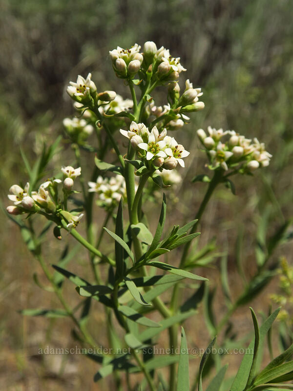 bastard toadflax (Comandra umbellata) [Steamboat Rock State Park, Grant County, Washington]