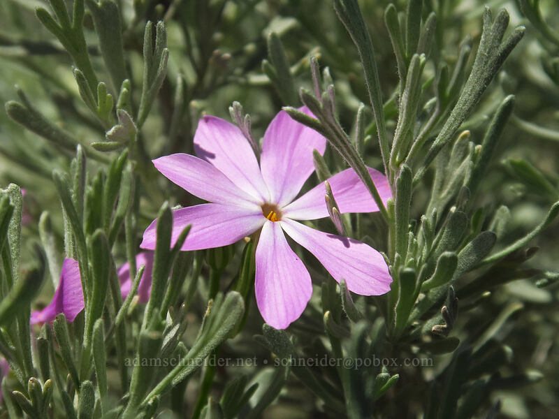 long-leaf phlox with 7 petals (Phlox longifolia) [Steamboat Rock State Park, Grant County, Washington]