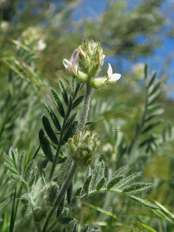 Spalding's milk-vetch (Astragalus spaldingii) [Steamboat Rock State Park, Grant County, Washington]