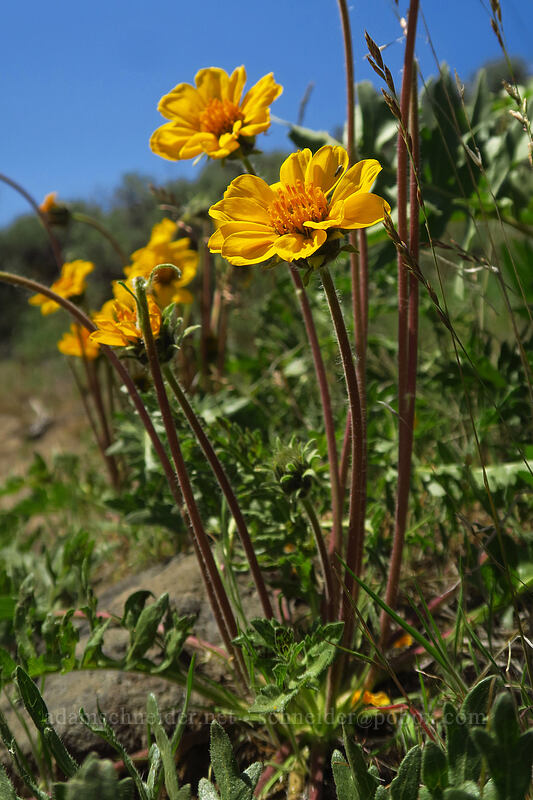 Hooker's balsamroot (Balsamorhiza hookeri) [Steamboat Rock State Park, Grant County, Washington]