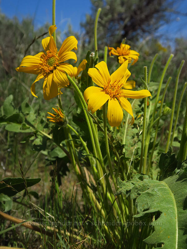 hybrid balsamroot (Balsamorhiza careyana x hookeri) [Steamboat Rock State Park, Grant County, Washington]