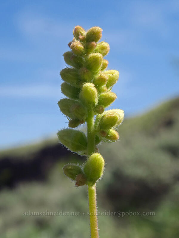 round-leaf alumroot, budding (Heuchera cylindrica) [Steamboat Rock State Park, Grant County, Washington]