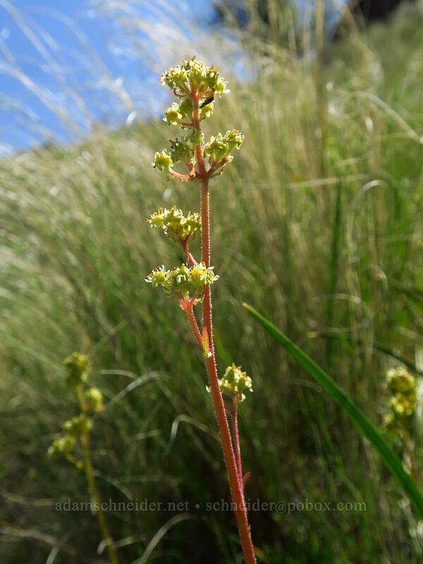 northwestern saxifrage (Micranthes integrifolia) [Steamboat Rock State Park, Grant County, Washington]
