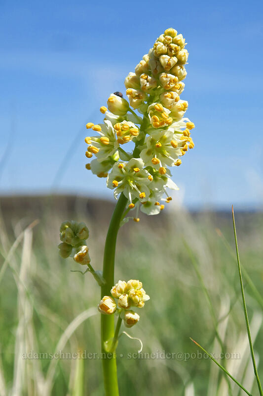 panicled death-camas (Toxicoscordion paniculatum (Zigadenus paniculatus)) [Steamboat Rock State Park, Grant County, Washington]