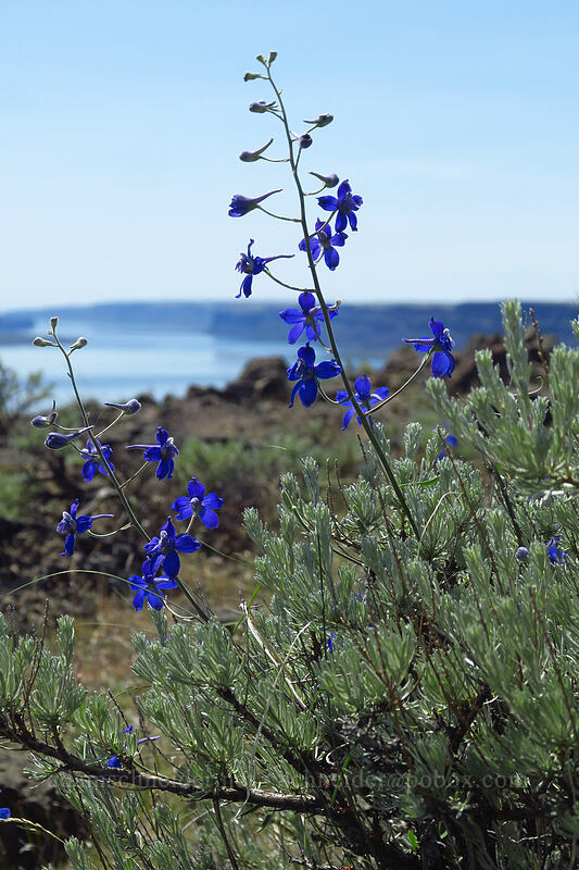 upland larkspur (Delphinium nuttallianum) [Steamboat Rock State Park, Grant County, Washington]