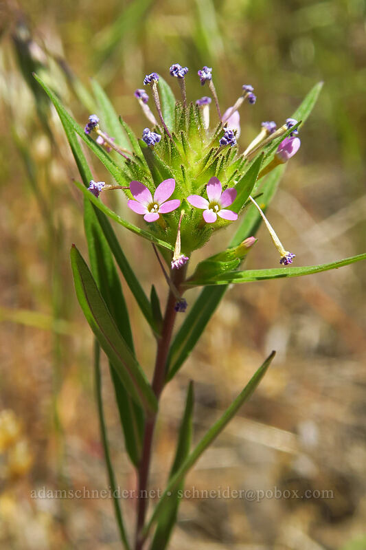 narrow-leaf collomia (Collomia linearis) [Steamboat Rock State Park, Grant County, Washington]