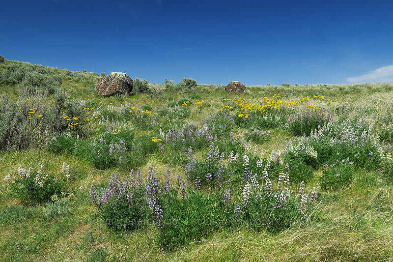 lupines & groundsel (Lupinus sp., Senecio integerrimus) [Steamboat Rock State Park, Grant County, Washington]