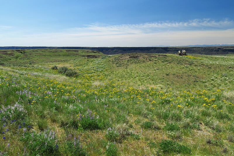 wildflowers on Steamboat Rock [Steamboat Rock State Park, Grant County, Washington]