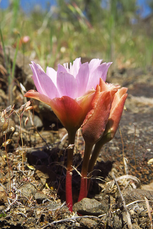 bitterroot (Lewisia rediviva) [Steamboat Rock State Park, Grant County, Washington]