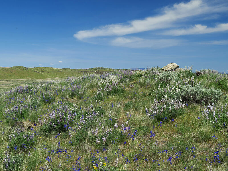 wildflowers on top of the mesa [Steamboat Rock State Park, Grant County, Washington]