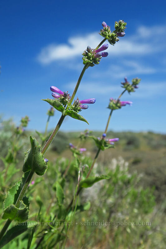 Chelan penstemon (Penstemon pruinosus) [Steamboat Rock State Park, Grant County, Washington]