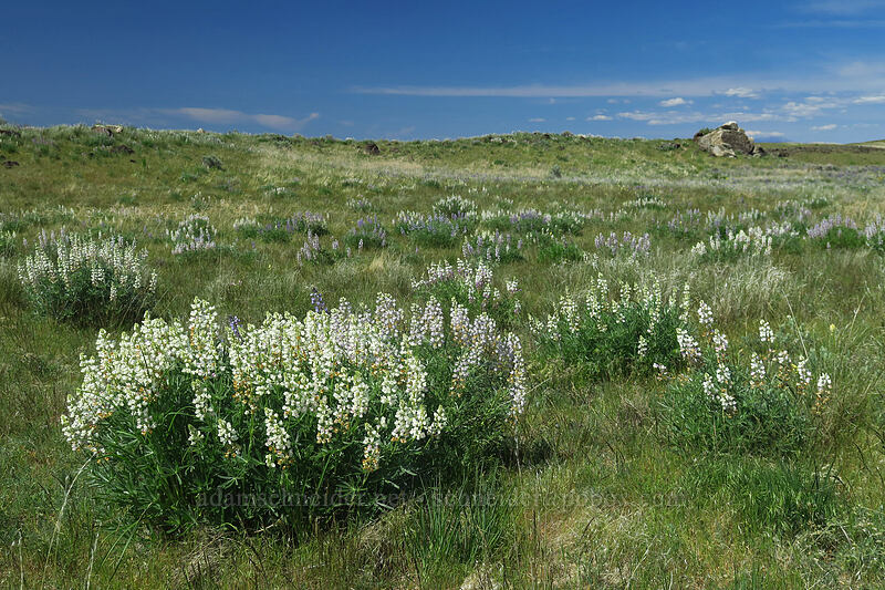 sulphur lupines (Lupinus sulphureus ssp. sulphureus) [Steamboat Rock State Park, Grant County, Washington]