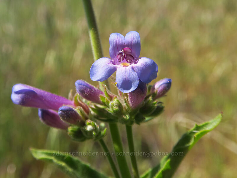 Chelan penstemon (Penstemon pruinosus) [Steamboat Rock State Park, Grant County, Washington]
