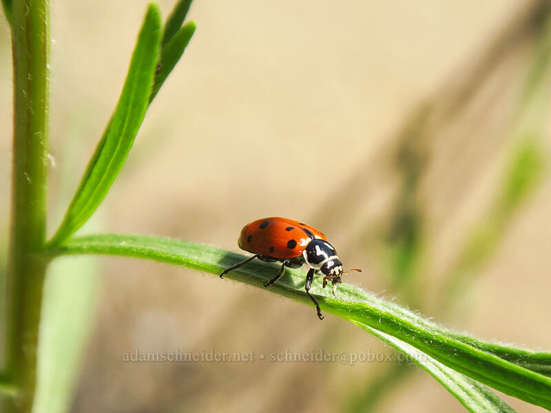 convergent ladybug on wild tarragon (Hippodamia convergens, Artemisia dracunculus) [Steamboat Rock State Park, Grant County, Washington]