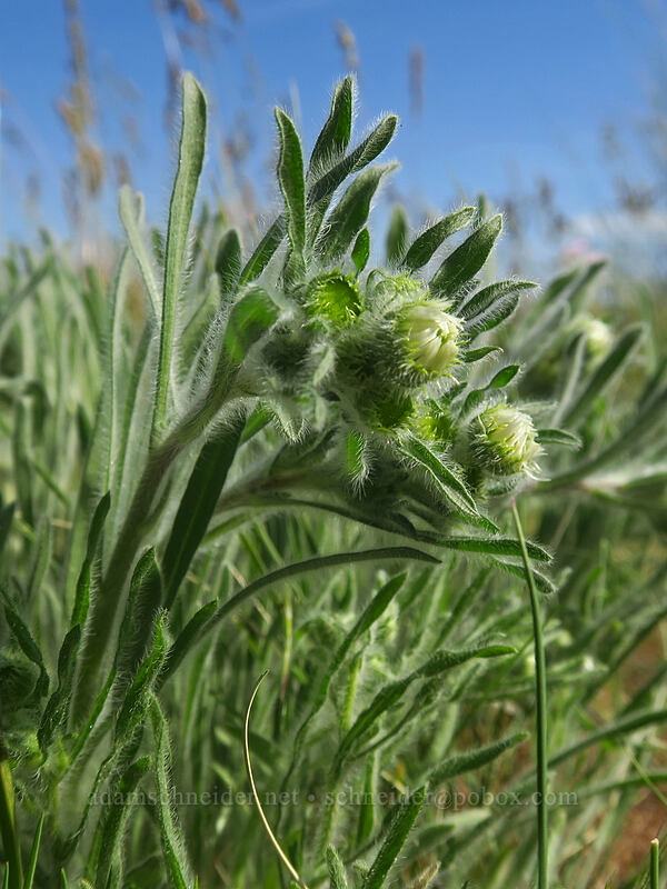 shaggy fleabane, budding (Erigeron pumilus var. intermedius) [Crown Point, Douglas County, Washington]
