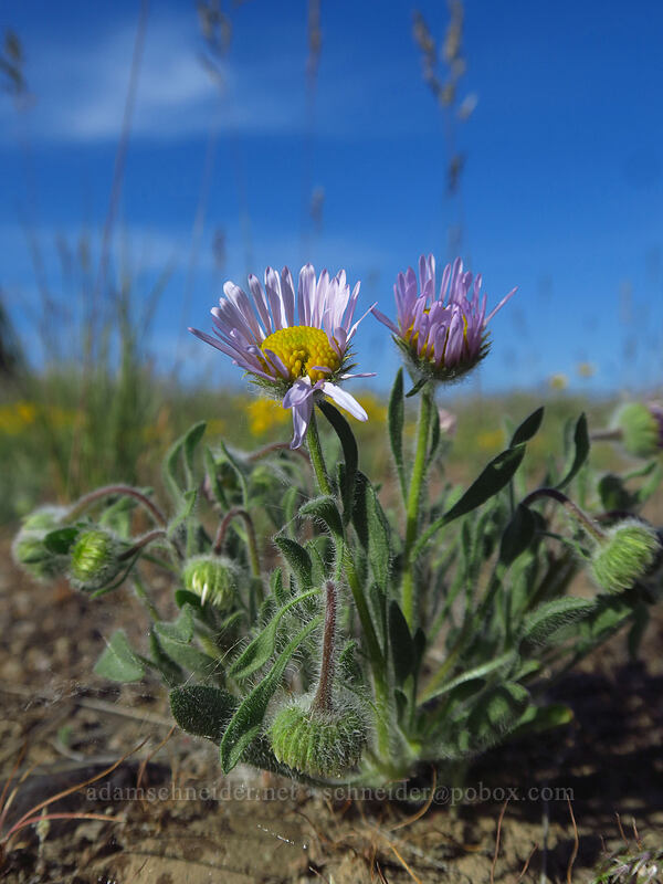 cushion fleabane (Erigeron poliospermus) [Moses Coulee Preserve, Douglas County, Washington]
