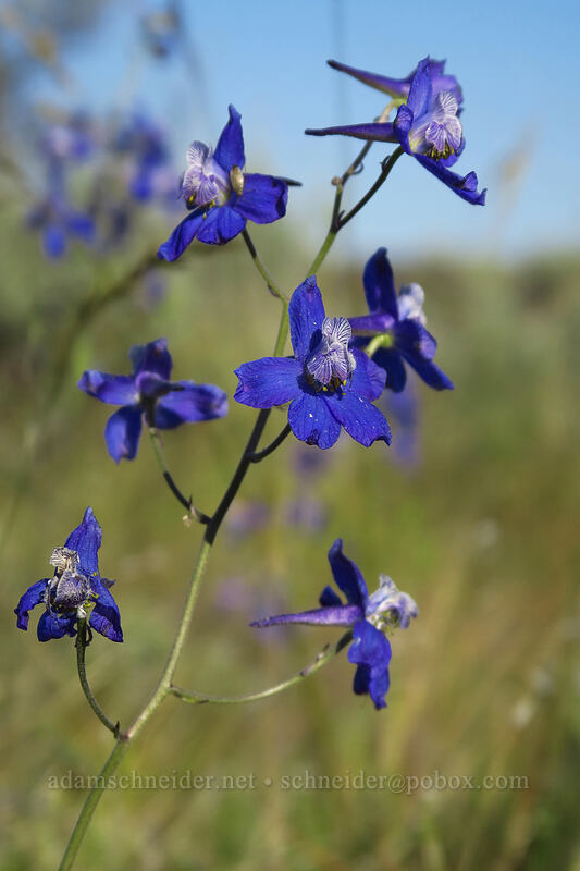 upland larkspur (Delphinium nuttallianum) [Moses Coulee Preserve, Douglas County, Washington]